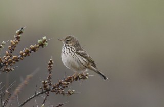 texel2018-89